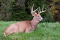 Male Deer Laying on the Grass