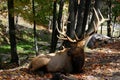 Male Deer Laying on the Ground