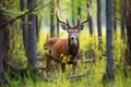 male deer locking horns over territory Royalty Free Stock Photo