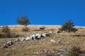 Male deer in the mountains