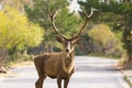 Male deer portrait on the road of Parnitha mountain in Greece. Royalty Free Stock Photo