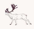 Male deer, reindeer or stag with gorgeous antlers hand drawn with contour lines on light background. Decorative drawing