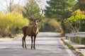Male deer at the road of Parnitha mountain in Greece looking at the camera. A funny moment.