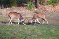 Male Deer`s Territorial Fight