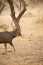 Male deer from Sariska Tiger Reserve