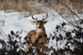 Male deer in snow