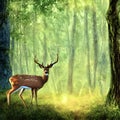 Male deer stag standing in green forest looking towards the viewer