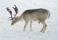 Male Deer standing in snow in profile