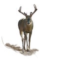 Male Deer watercolor