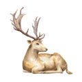 Male deer. Watercolor illustration. Isolated background