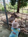 A male deer who was sitting quietly was approached by a small child as if he had a close heart