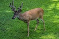 Male deer young buck posing Royalty Free Stock Photo