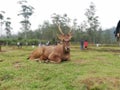 Male deer zoo nature animal Royalty Free Stock Photo