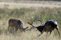 Male deers fighting Royalty Free Stock Photo