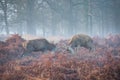 Male deers fighting.