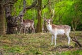 Male deers in nature reserve, The Zuid-Kennemerland National Park, Netherlands Holland, wildlife