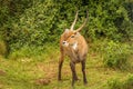 Male defassa waterbuck Kobus ellipsiprymnus defassa, Queen Elizabeth National Park, Uganda.