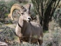 Male Desert Bighorn Sheep - Ovis canadensis nelsoni Royalty Free Stock Photo