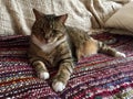 Male Diabetic Senior Cat Model Resting Royalty Free Stock Photo