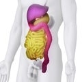 Male DIGESTIVE ORGANS anatomy illustration