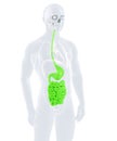 Male digestive system. Isolated, contains clipping path Royalty Free Stock Photo