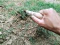 A male digging wet soil to remove weed or grass to clean vegetable bed