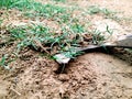 A male digging wet soil to remove weed or grass to clean vegetable bed