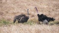 Male displaying to a female ostrich at masai mara Royalty Free Stock Photo