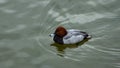 Male of diving duck Common pochard or Aythya ferina close-up portrait swimming in river, selective focus, shallow DOF