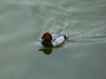 Male of diving duck Common pochard or Aythya ferina close-up portrait swimming in river, selective focus, shallow DOF