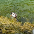 Male diving duck