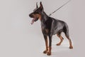 Male doberman standing pose with leash