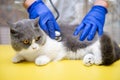 a male doctor examinating a cat with stethoscope