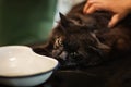 Male doctor is examining dark black tomcat at the vet clinic. Vet checking the health of cat with owner of cat. Vet doctor Royalty Free Stock Photo