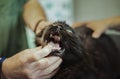 Male doctor  is examining dark black tomcat at vet clinic. Vet checking the teeth health with owner of cat. Vet has fingers inside Royalty Free Stock Photo