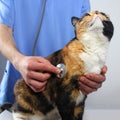 Male doctor, veterinarian, listening with a stethoscope to a dark domestic cat, concept of medical veterinary care, pet health Royalty Free Stock Photo