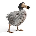 Male Dodo Bird Illustration Royalty Free Stock Photo