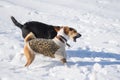 male dog attacking mixed-breed female dog while running on a fresh snow