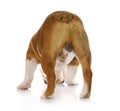 Male dog backside Royalty Free Stock Photo