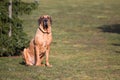 Male of dog breed Fila Brasileiro, Brazilian Mastiff in park Royalty Free Stock Photo