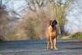 Male of dog breed Fila Brasileiro, Brazilian Mastiff in park Royalty Free Stock Photo