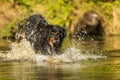 Male Dog Hovawart Gold And Black Frolics In The Water