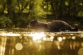 Male dog hovawart gold and black shooting in backlight with many water reflections