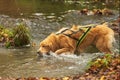 Male dog hovawart gold wades the stream and drinks