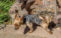 Male dog marking its domain in the garden Royalty Free Stock Photo