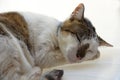 Adult male Singapura cat with white coat and tabby pattern, asleep on on white chair Royalty Free Stock Photo