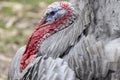 Male Domestic Turkey