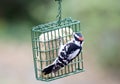 Downy Woodpecker Male Royalty Free Stock Photo