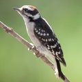 Male downy woodpecker