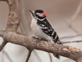 Male Downy Woodpecker Royalty Free Stock Photo